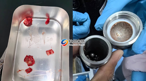 宋慈多樣品組織研磨儀顯神威|大鼠頭骨RNA提取輕松搞定！